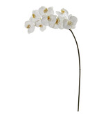 Phalaenopsis Orchid x8-White