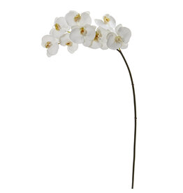 Phalaenopsis Orchid x8-White
