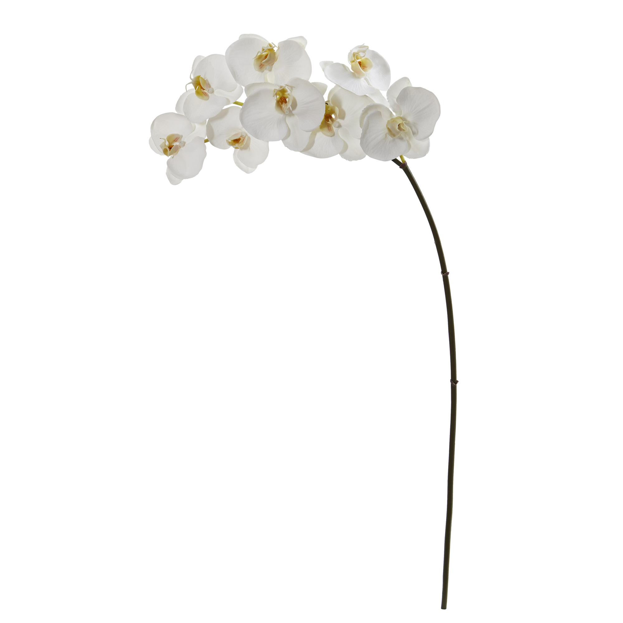 Phalaenopsis Orchid x8-White