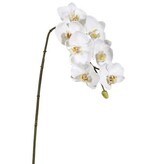 Phalaenopsis Orchid x7 White