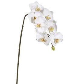 Phalaenopsis Orchid x7 White
