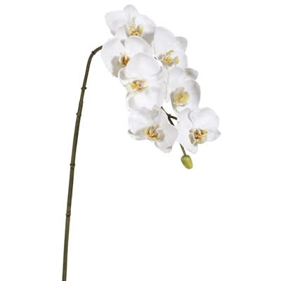 Phalaenopsis Orchid x7 White