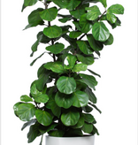 8.5' SKINNY DLX FIDDLE FIG IN WHITE SANDSTONE TRIANGLE POT