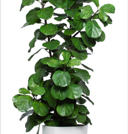 8.5' SKINNY DLX FIDDLE FIG IN WHITE SANDSTONE TRIANGLE POT