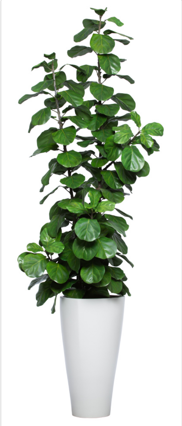 8.5' SKINNY DLX FIDDLE FIG IN WHITE SANDSTONE TRIANGLE POT