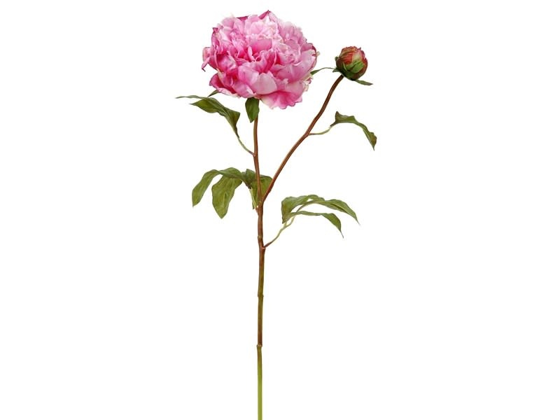 PEONY OPEN WITH BUD SH/ST S. 19.5'' Orchid