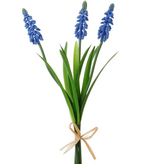 MUSCARI STEM X3 12''