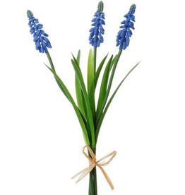 MUSCARI STEM X3 12''