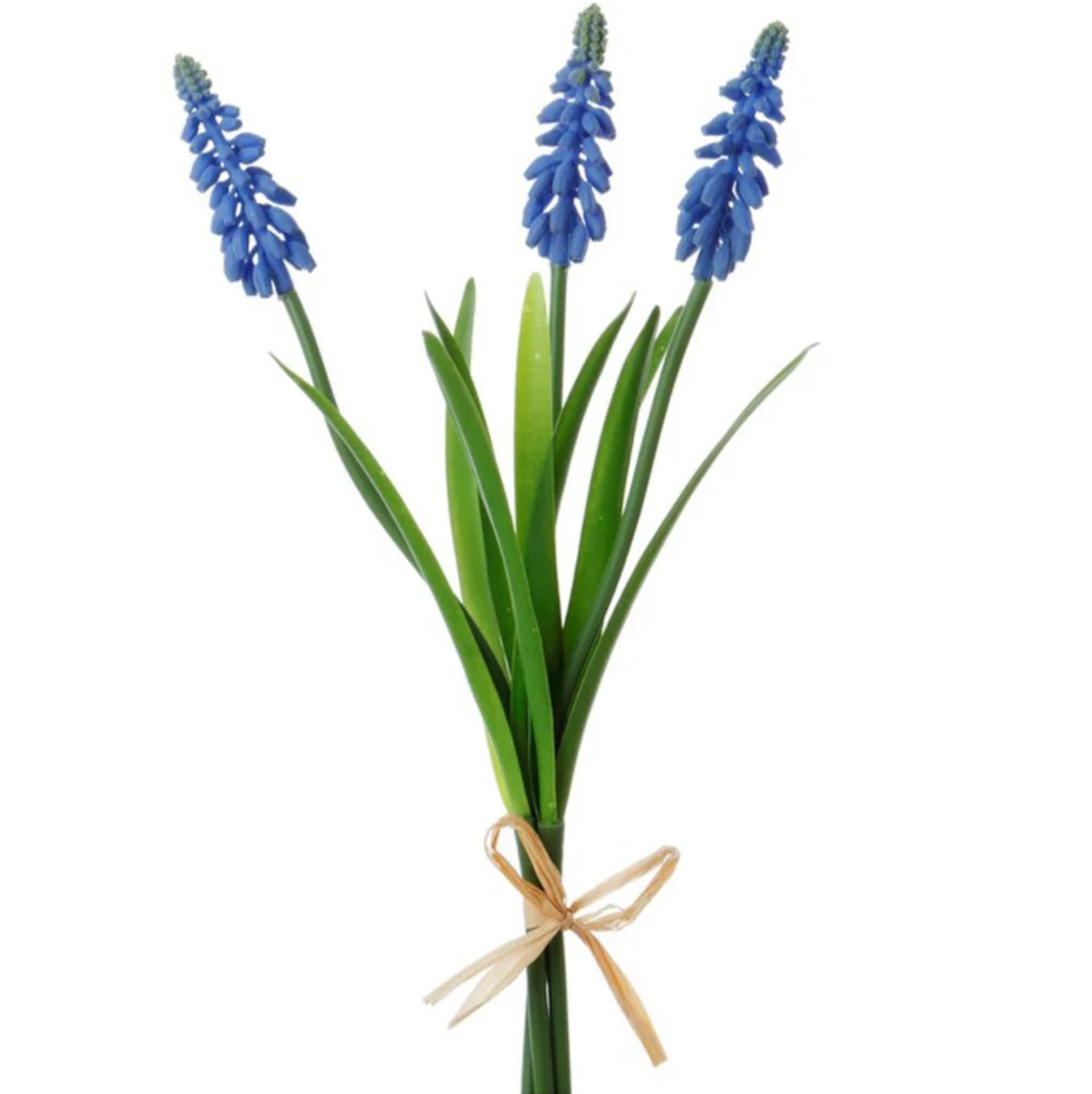 MUSCARI STEM X3 12''
