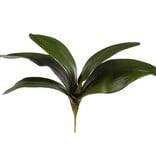 Leaf Phalaenopsis Foliage M. 11" Green w/o roots