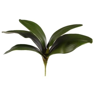 Leaf Phalaenopsis Foliage M. 11" Green w/o roots