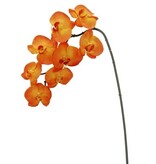 Phalaenopsis Orchid x8 Orange