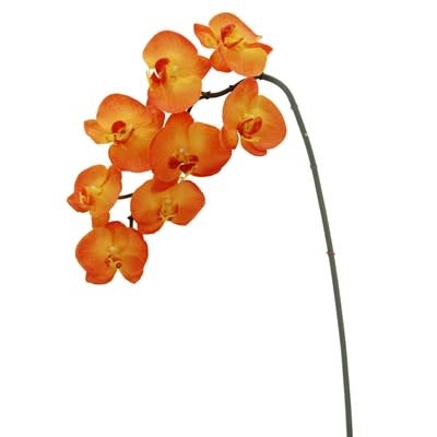 Phalaenopsis Orchid x8 Orange