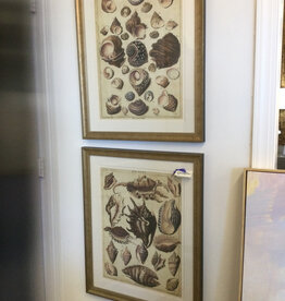 Shells Study 25x31 (Sold Individually)