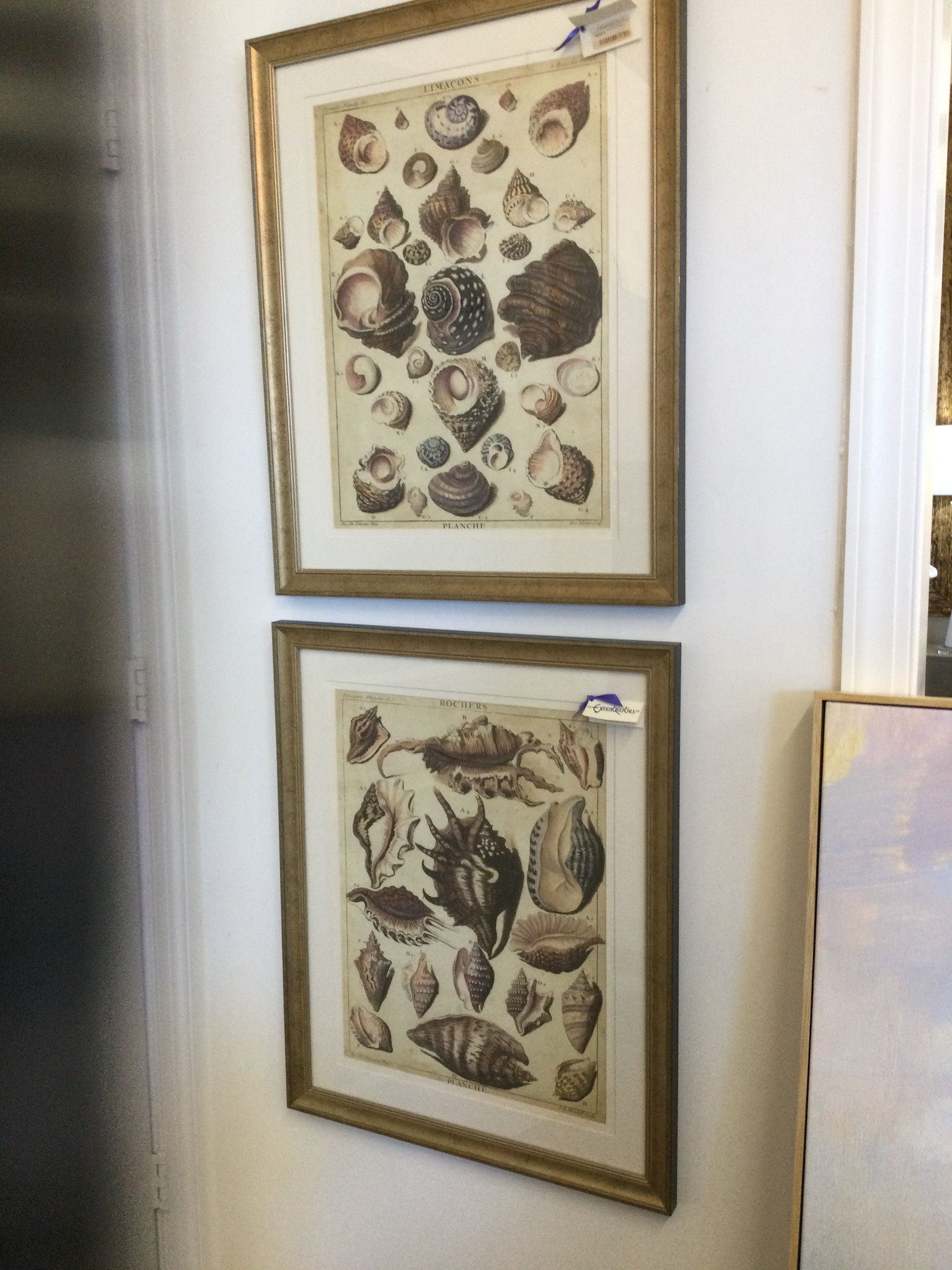 Shells Study 25x31 (Sold Individually)