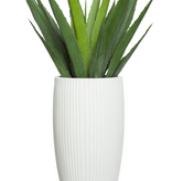 57" H Aloe in White Sandstone Ribbed Pot