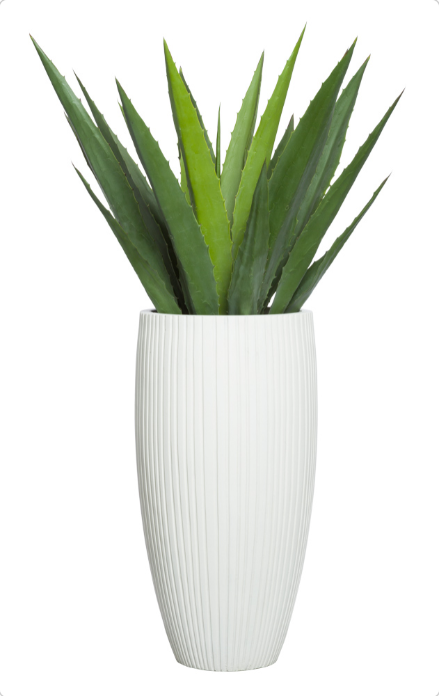 57" H Aloe in White Sandstone Ribbed Pot