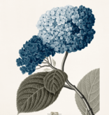Garden Hydrangea - 32" x 27"