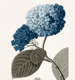 Garden Hydrangea - 32" x 27"