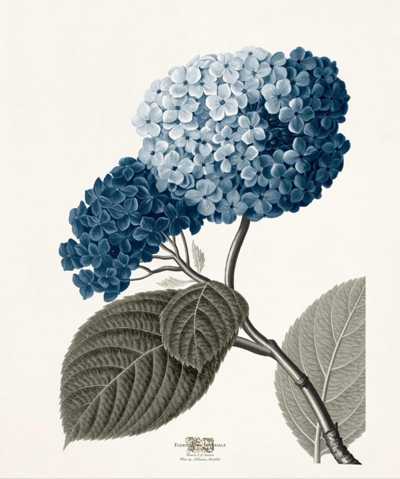 Garden Hydrangea - 32" x 27"