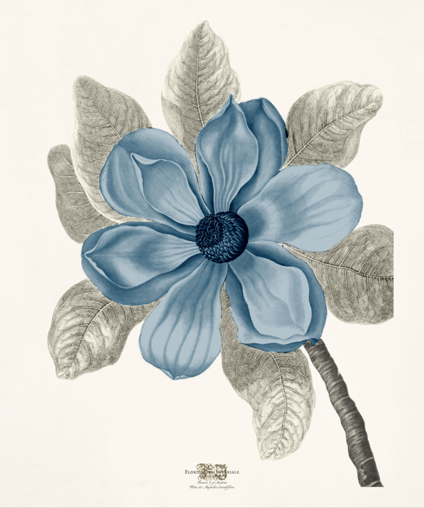 Bull Bay Magnolia - 32" x 27"