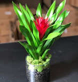 Scarlet Star Bromeliad in 4" Cylinder-Faux Water with Moss (Red)