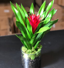 Scarlet Star Bromeliad in 4" Cylinder-Faux Water with Moss (Red)