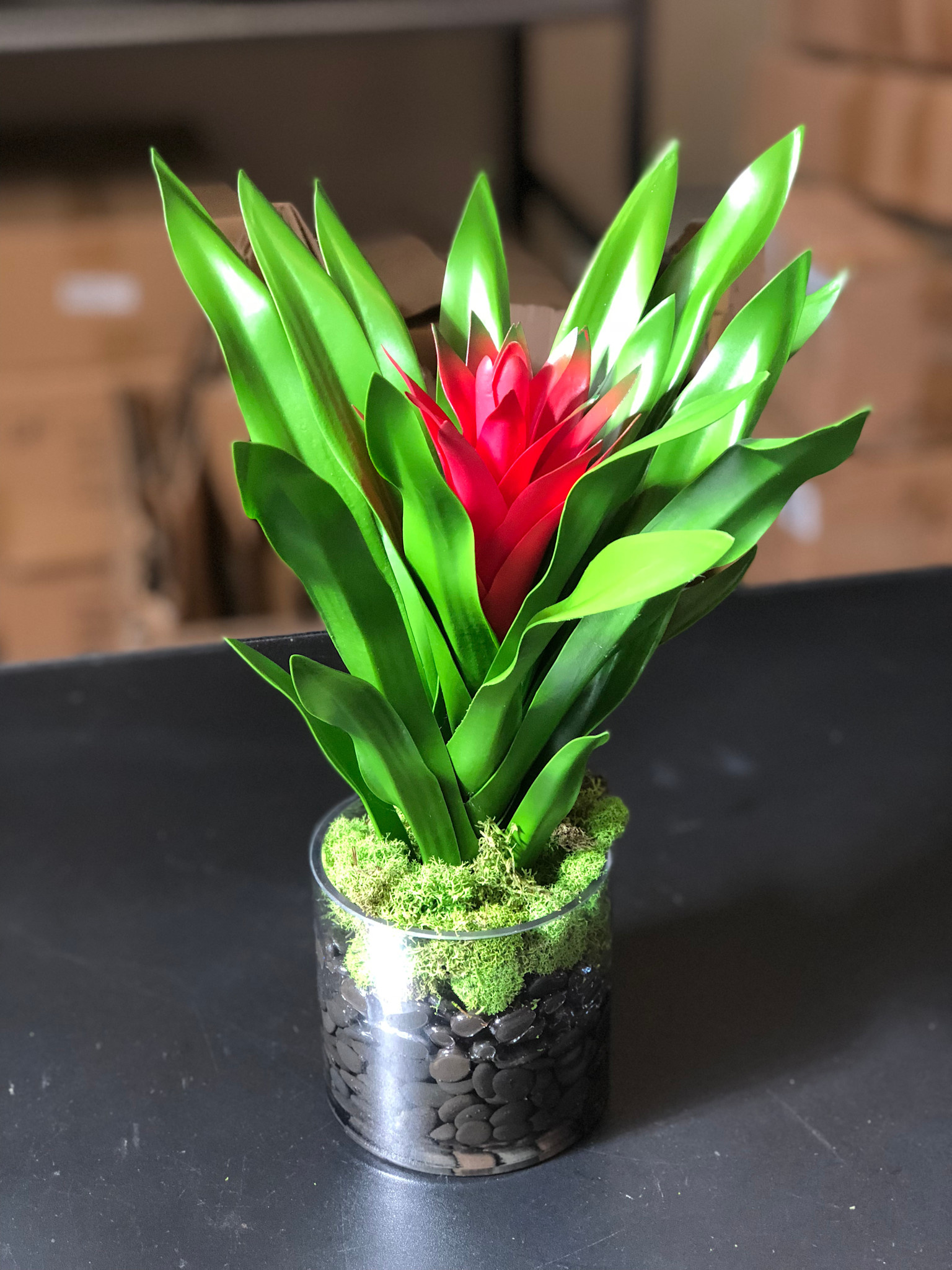 Scarlet Star Bromeliad in 4" Cylinder-Faux Water with Moss (Red)