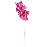 Phalaenopsis Orchid x7 33.5"