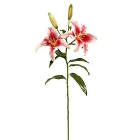 Rubrum Lily x2 37.5 (Mauve)