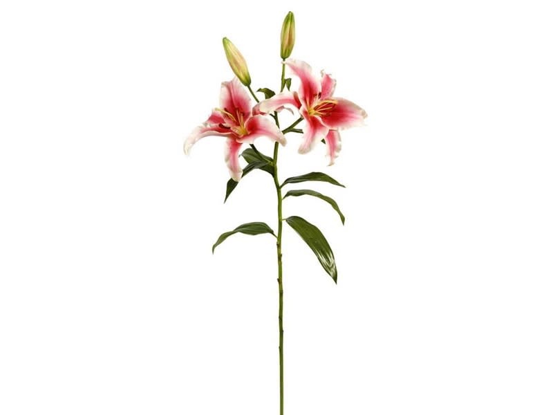 Rubrum Lily x2 37.5 (Mauve)