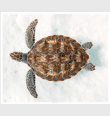 Sea Turtle - 42" x 36"