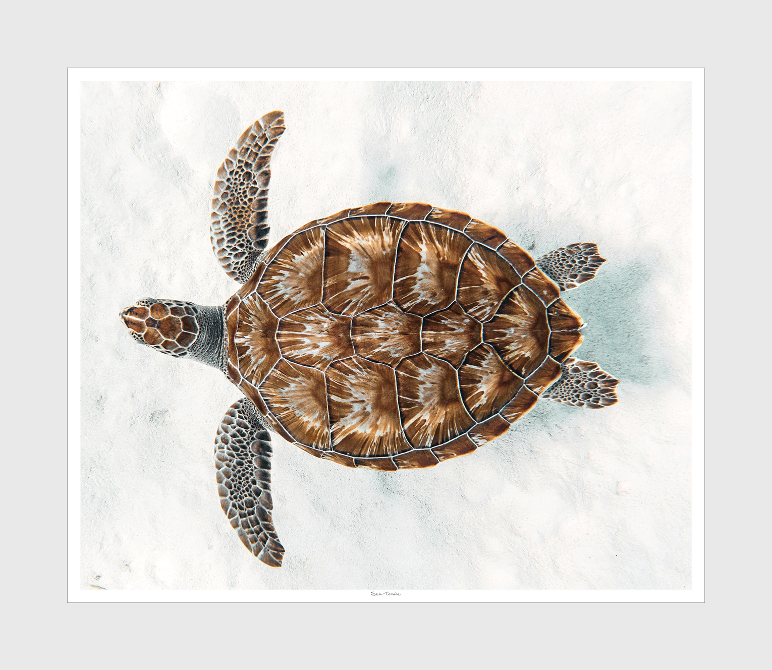 Sea Turtle - 42" x 36"
