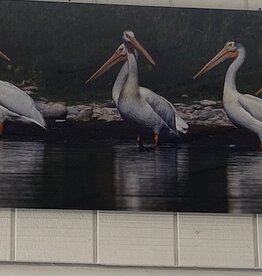 Pelican Reflections 22 x 60 Photography on Metal