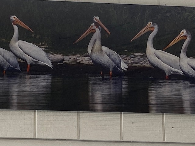 Pelican Reflections 22 x 60 Photography on Metal