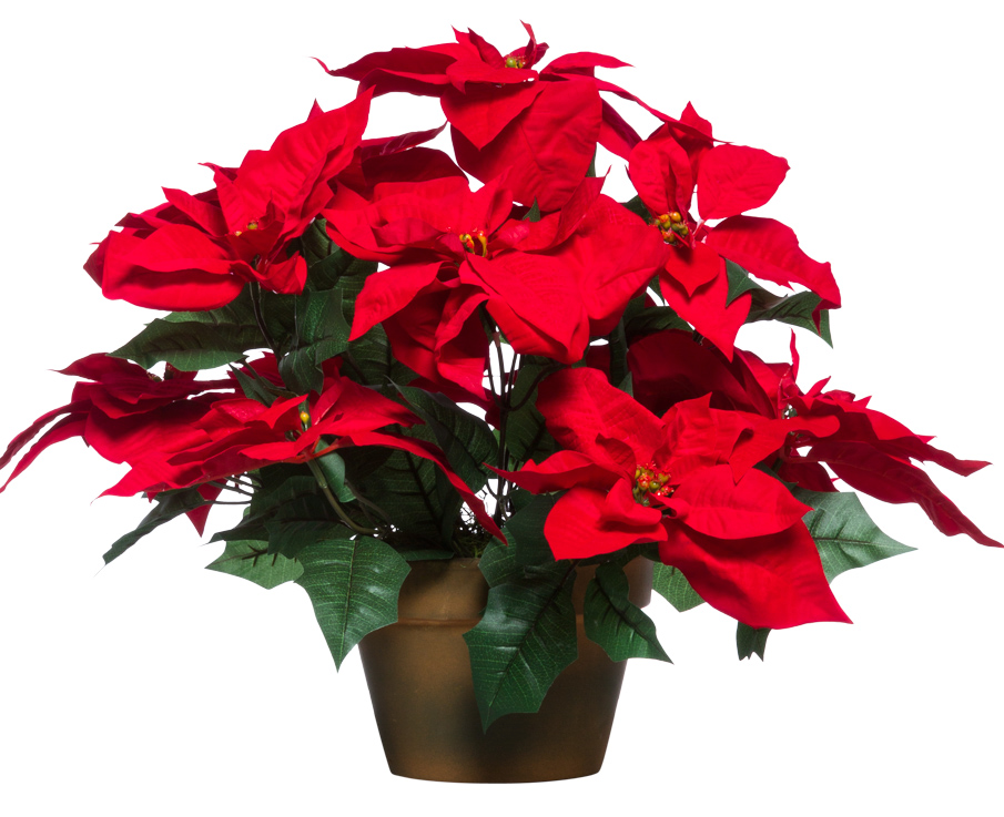 Large Red Poinsettia in 10" Standard Pot 27" H x 29"