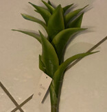 Star Bromeliad-GR