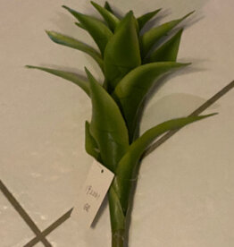 Star Bromeliad-GR
