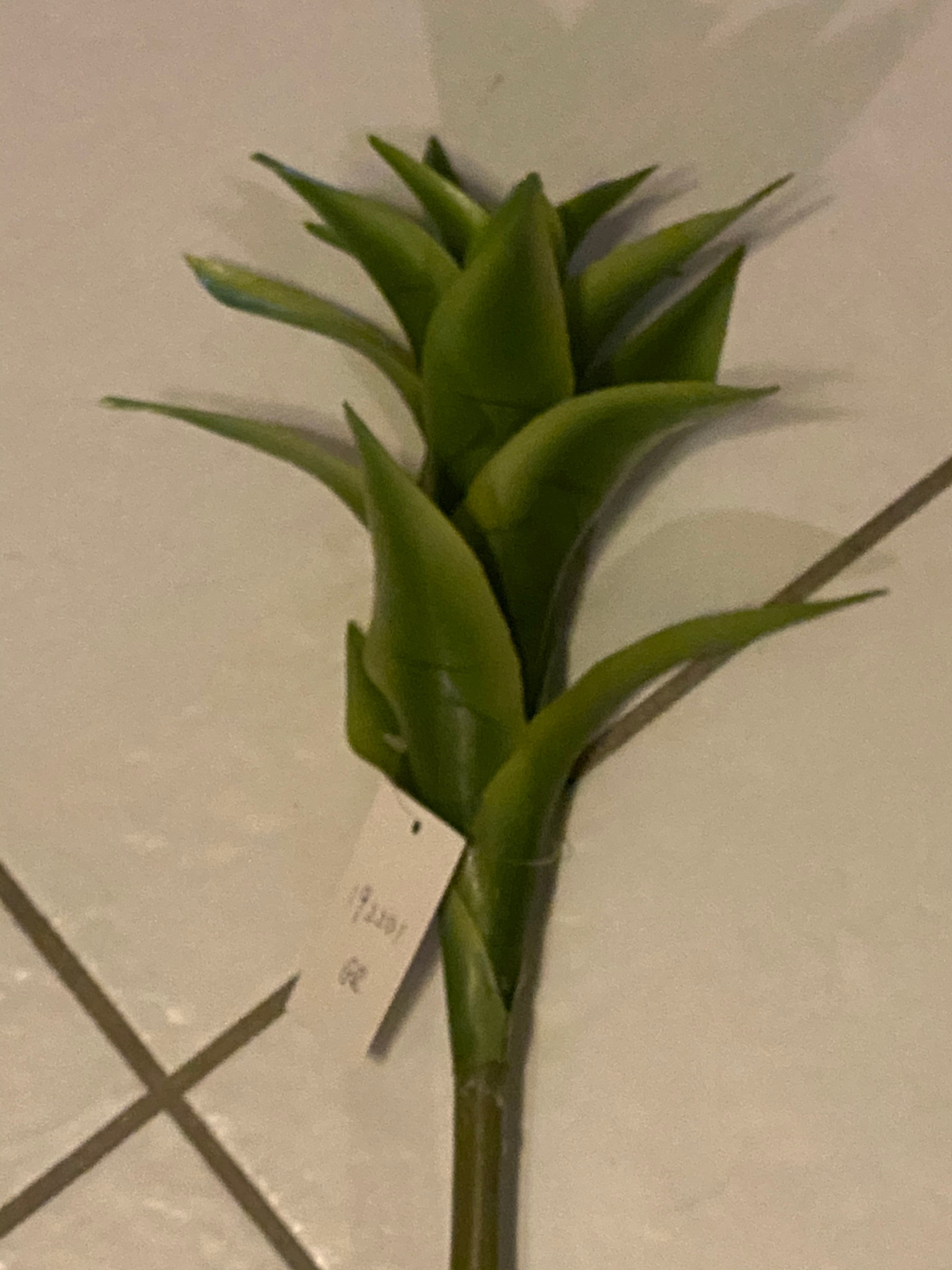 Star Bromeliad-GR