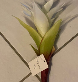 Star Bromeliad-WH