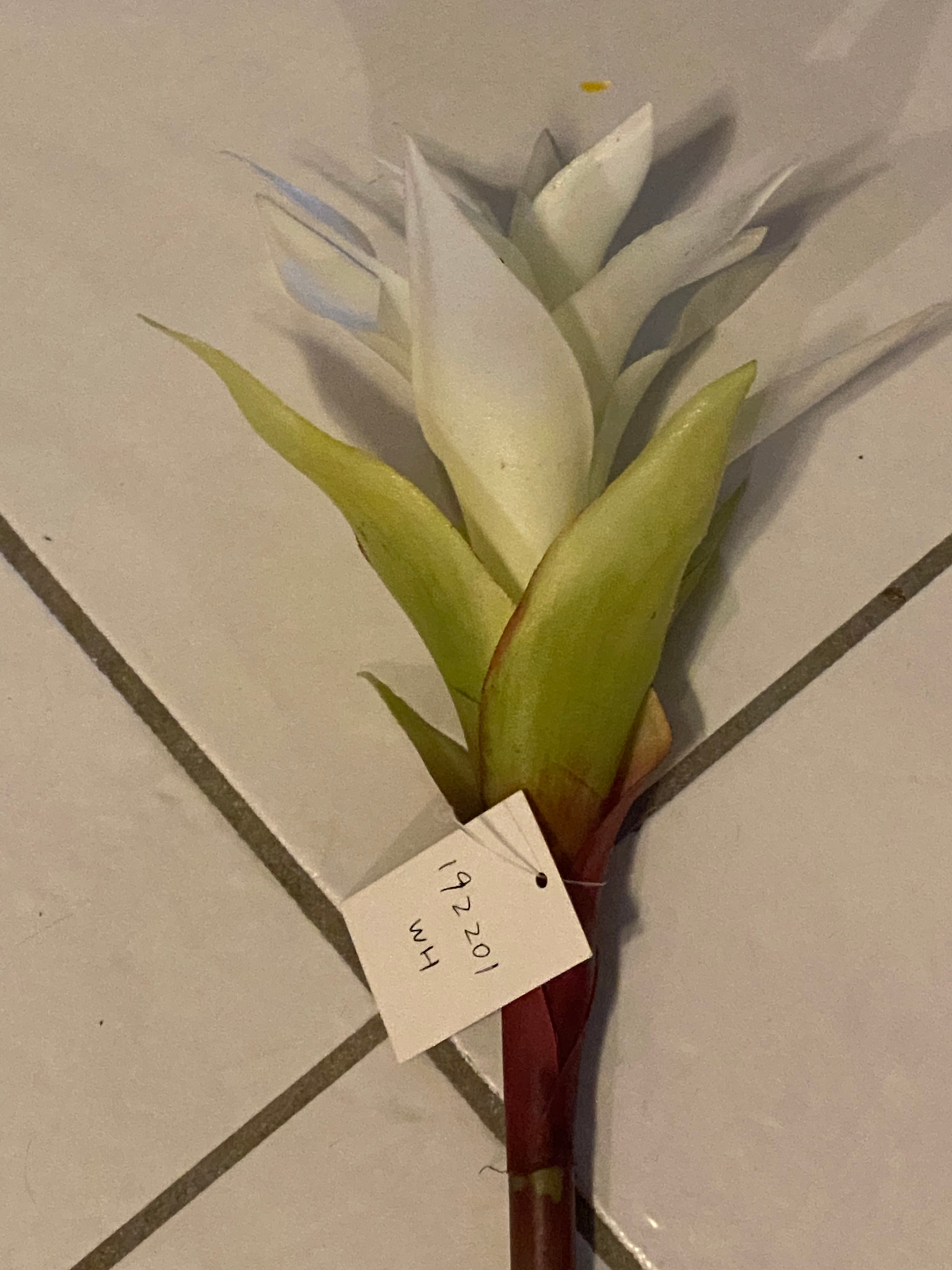 Star Bromeliad-WH
