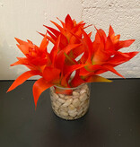 Star Bromeliads in 4" Cylinder-Faux Water/Stones (Orange)
