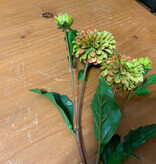 Dahlia Short Stem 20" - GR