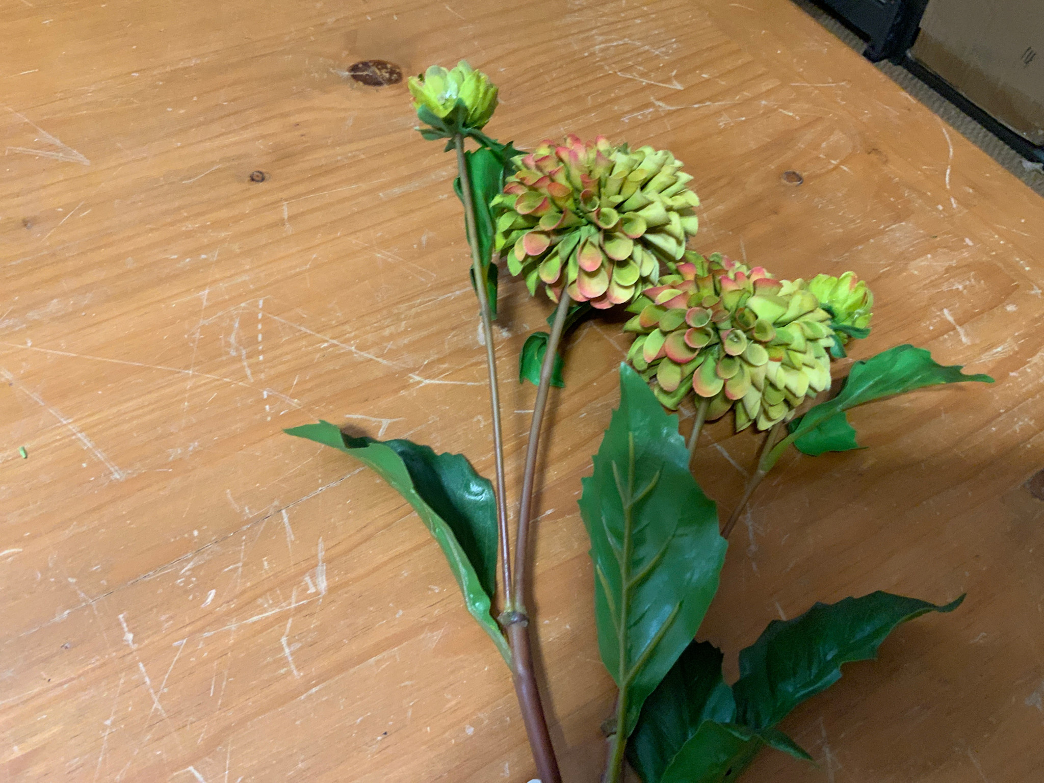 Dahlia Short Stem 20" - GR