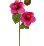 Hibiscus Flower - Orchid
