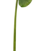 Calla Leaf Medium 41''