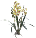 DENDROBIUM ORCHID 34'' (GREEN)
