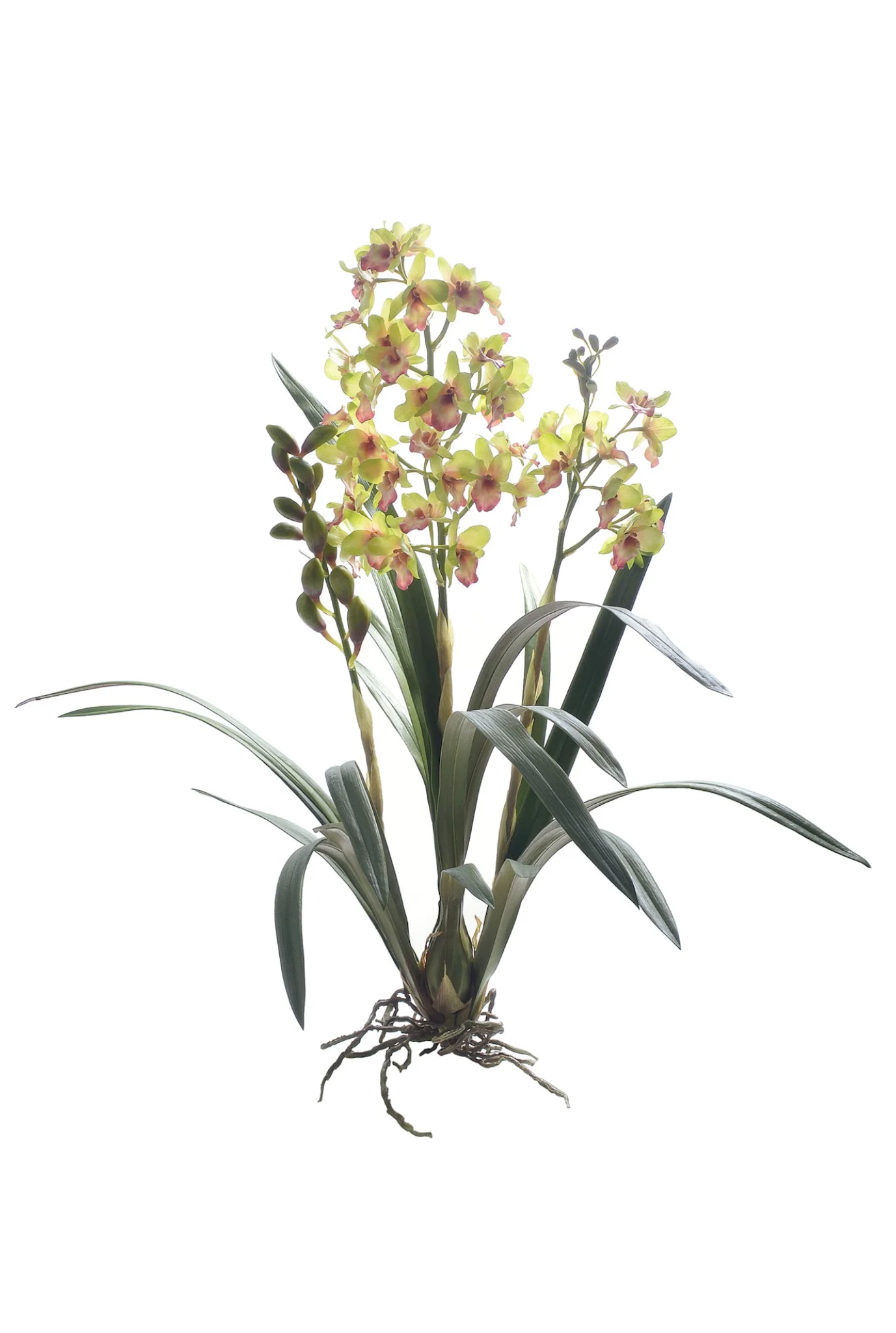 DENDROBIUM ORCHID 34'' (GREEN)