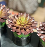 Medium Succulent in 4" Cylinder-Faux Water/Stones (Burgundy)