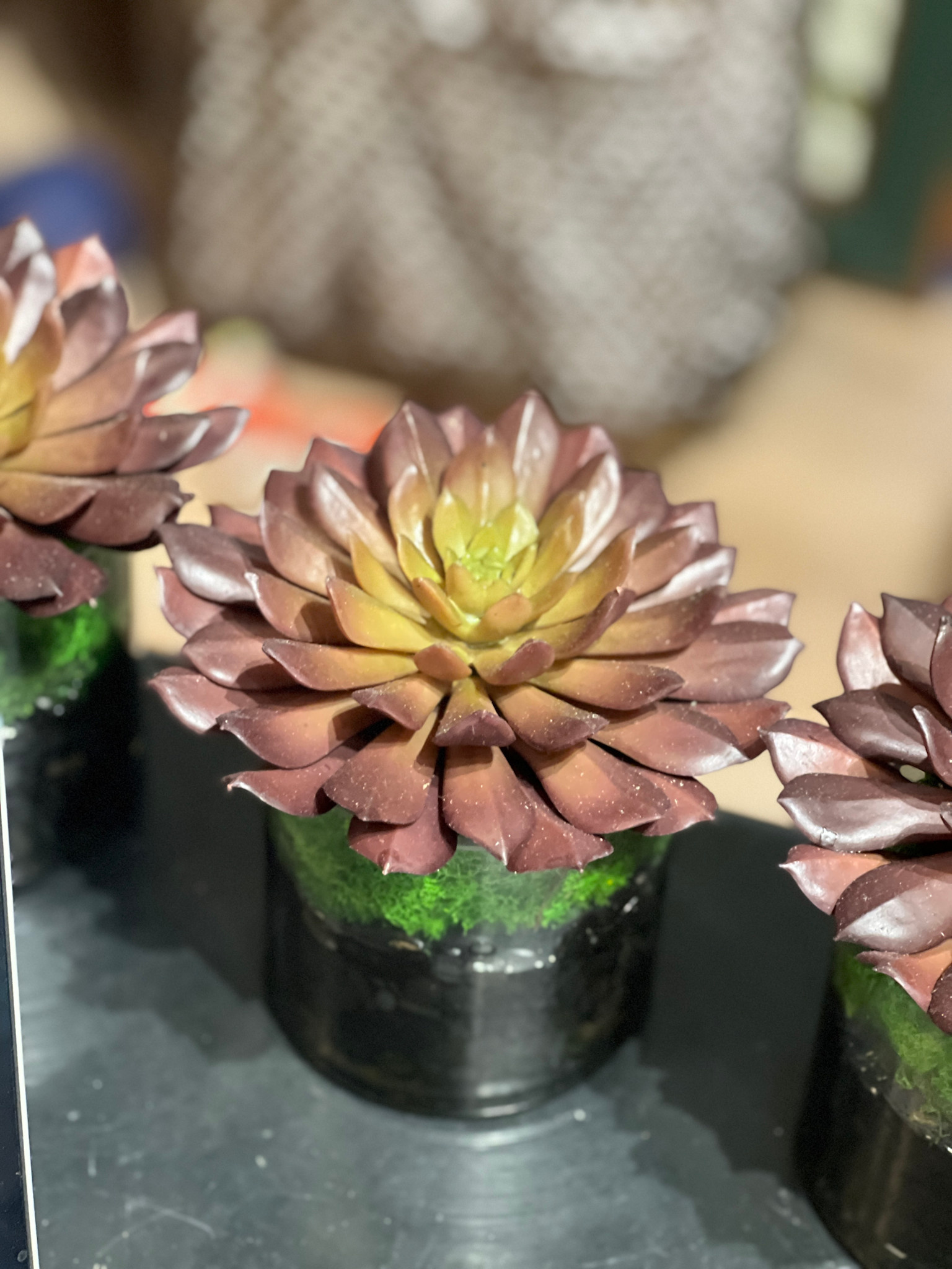 Medium Succulent in 4" Cylinder-Faux Water/Stones (Burgundy)